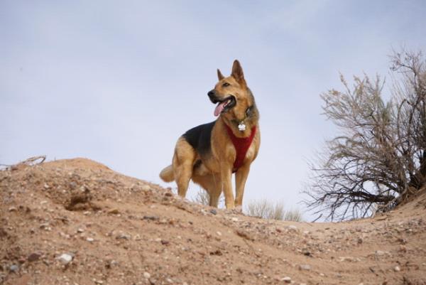 /images/uploads/albuquerque publishing company/abqjournalpetcontest2024/entries/29718thumb.jpg